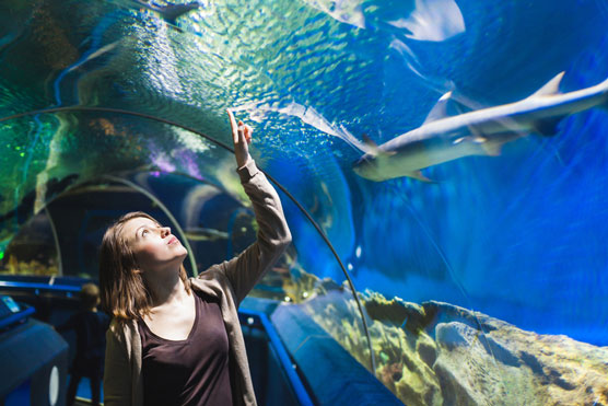 Chavakkad Fish aquarium