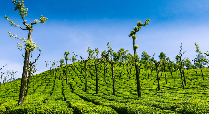 Munnar